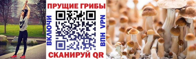 Псилоцибиновые грибы Cubensis Грозный